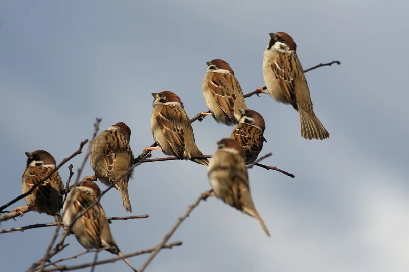 Vogeluitkijk